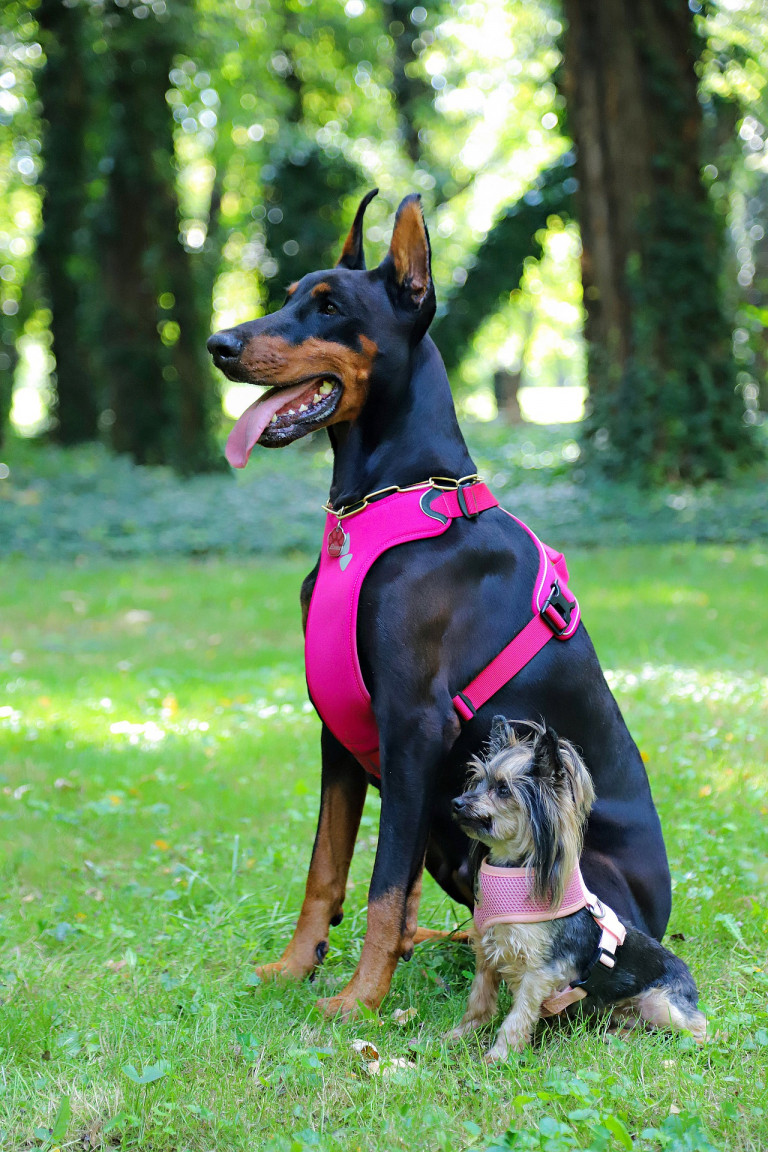 Sicherheitsgeschirr für Hunde Beautifull Dogs